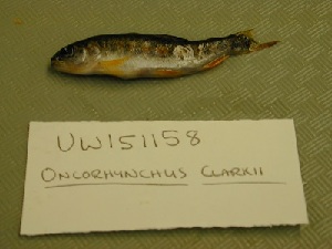  (Oncorhynchus clarkii - UW151158)  @12 [ ] Unspecified (default): All Rights Reserved  Unspecified Unspecified