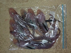  (Ateleopus japonicus - BW-A11854)  @12 [ ] Copyright (2011) Cassandra Rigby James Cook University