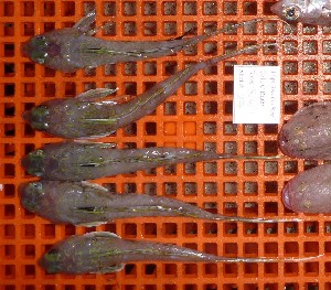  (Callionymus moretonensis - BW-A12000)  @12 [ ] Copyright (2011) Cassandra Rigby James Cook University