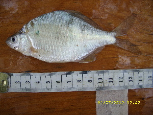  (Acheilognathus sp. 1 - AC12-3)  @11 [ ] No Rights Reserved  Unspecified Unspecified