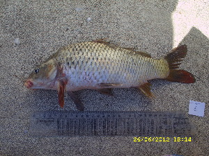  (Cyprinus rubrofuscus - CYR12-1)  @11 [ ] No Rights Reserved  Unspecified Unspecified