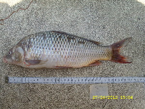  (Cyprinus rubrofuscus - CYR12-3)  @11 [ ] No Rights Reserved  Unspecified Unspecified