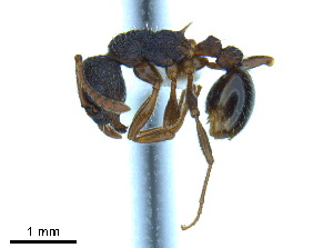  (Myrmica latifrons - BL-10540W-G06)  @14 [ ] CreativeCommons - Attribution Non-Commercial Share-Alike (2014) Alex Smith University of Guelph