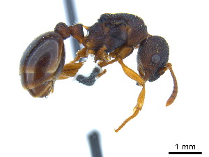  (Myrmica alaskensis - CCDB-22408-F10)  @16 [ ] CreativeCommons - Attribution Non-Commercial Share-Alike (2014) Alex Smith University of Guelph