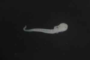  ( - FLMOO_1086)  @12 [ ] No Rights Reserved  Unspecified Unspecified