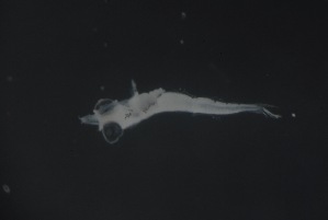  ( - FLMOO_1165)  @12 [ ] No Rights Reserved  Unspecified Unspecified
