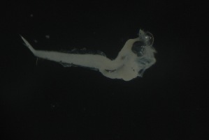 ( - FLMOO_1204)  @12 [ ] No Rights Reserved  Unspecified Unspecified