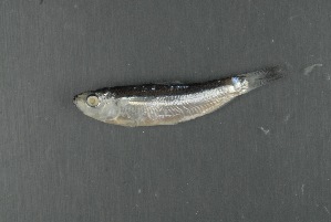  (Sardinella marquesensis - FLMOO_1329)  @13 [ ] No Rights Reserved  Unspecified Unspecified