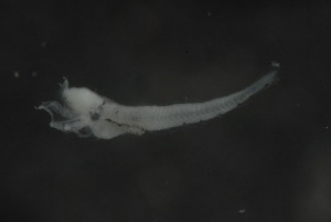  ( - FLMOO_235)  @12 [ ] No Rights Reserved  Unspecified Unspecified