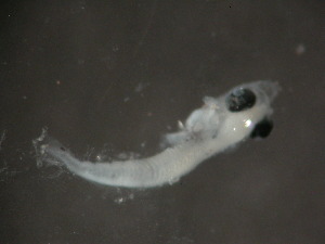  ( - FLMOO_002)  @12 [ ] No Rights Reserved  Unspecified Unspecified