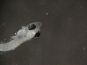  ( - FLMOO_002)  @12 [ ] No Rights Reserved  Unspecified Unspecified
