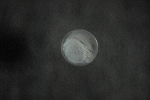  ( - FLMOO_185)  @12 [ ] No Rights Reserved  Unspecified Unspecified