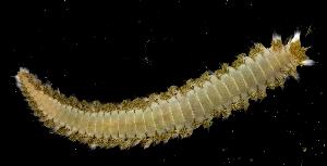  (Hermodice carunculata - BFLA-108)  @13 [ ] Copyright (2008) Gustav Paulay Florida Musuem of Natural History