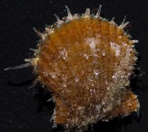  (Aequipecten - BFLA-126)  @14 [ ] Copyright (2008) Gustav Paulay Florida Musuem of Natural History