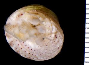  (Calliostoma yucatecanum - BFLA-231)  @13 [ ] Copyright (2008) Gustav Paulay Florida Musuem of Natural History