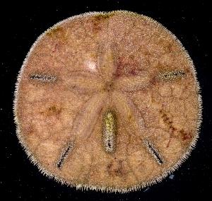  (Echinolampadacea - BFLA-285)  @14 [ ] Copyright (2008) Gustav Paulay Florida Musuem of Natural History