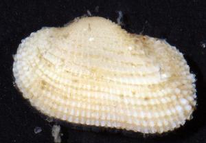  (Arcopsis adamsi - BFLA-342)  @12 [ ] Copyright (2008) Gustav Paulay Florida Musuem of Natural History