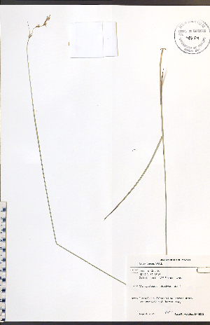  (Carex foenea - JRM319)  @11 [ ] CreativeCommons - Attribution  Unspecified Centre for Biodiversity Genomics