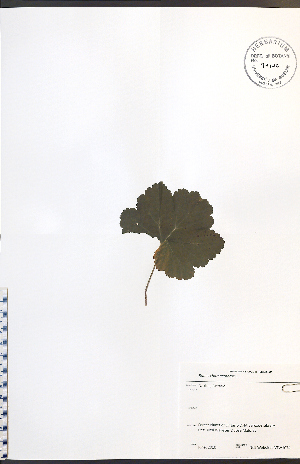  (Rubus chamaemorus - NTW1074)  @11 [ ] CreativeCommons - Attribution  Unspecified Centre for Biodiversity Genomics