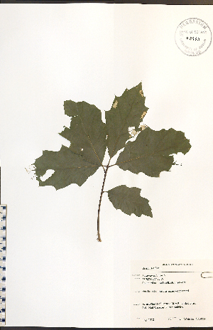  (Quercus rubra - NTW914)  @11 [ ] CreativeCommons - Attribution  Unspecified Centre for Biodiversity Genomics