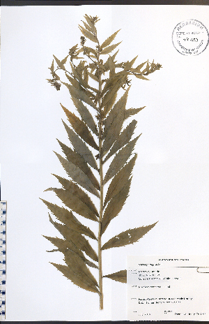  (Solidago rugosa - TAH192)  @11 [ ] CreativeCommons - Attribution  Unspecified Centre for Biodiversity Genomics