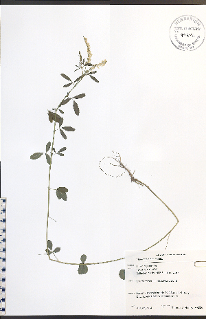  (Melilotus albus - TAH286)  @11 [ ] CreativeCommons - Attribution  Unspecified Centre for Biodiversity Genomics