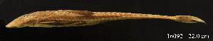  (Loricariichthys castaneus - LBPV-16092)  @11 [ ] Unspecified (default): All Rights Reserved  Unspecified Unspecified