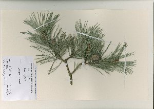  (Carex flava - NMW6764)  @11 [ ] CreativeCommons - Attribution (2012) National Museum Wales National Museum Wales