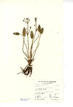  (Damasonium alisma - NMW7007)  @11 [ ] CreativeCommons - Attribution (2012) National Museum Wales National Museum Wales