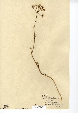  (Bunium bulbocastanum - NMW7062)  @11 [ ] CreativeCommons - Attribution (2012) National Museum Wales National Museum Wales