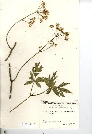  (Physospermum cornubiense - NMW7093)  @11 [ ] CreativeCommons - Attribution (2012) National Museum Wales National Museum Wales