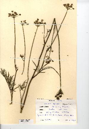  (Selinum broteroi - NMW7103)  @11 [ ] CreativeCommons - Attribution (2012) National Museum Wales National Museum Wales