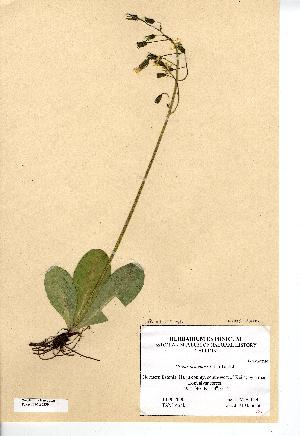  (Crepis praemorsa - NMW7239)  @11 [ ] CreativeCommons - Attribution (2012) National Museum Wales National Museum Wales