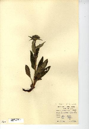  (Saussurea alpina - NMW7277)  @11 [ ] CreativeCommons - Attribution (2012) National Museum Wales National Museum Wales