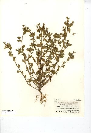  (Legousia hybrida - NMW7294)  @11 [ ] CreativeCommons - Attribution (2012) National Museum Wales National Museum Wales