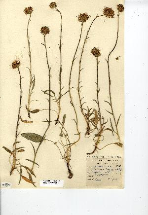  (Phyteuma orbiculare - NMW7295)  @11 [ ] CreativeCommons - Attribution (2012) National Museum Wales National Museum Wales