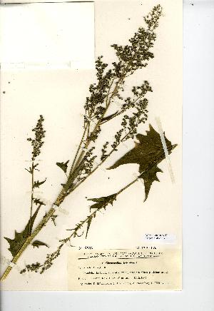  (Chenopodiastrum hybridum - NMW7387)  @11 [ ] CreativeCommons - Attribution (2012) National Museum Wales National Museum Wales