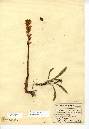  (Orobanche picridis - NMW7725)  @11 [ ] CreativeCommons - Attribution (2012) National Museum Wales National Museum Wales