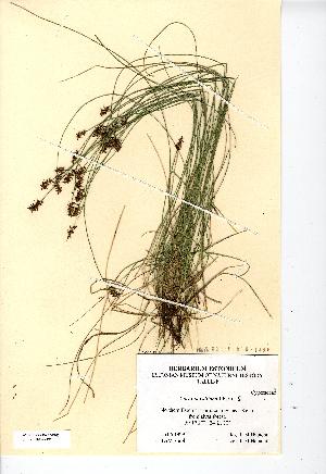  (Carex davalliana - NMW7895)  @11 [ ] CreativeCommons - Attribution (2012) National Museum Wales National Museum Wales