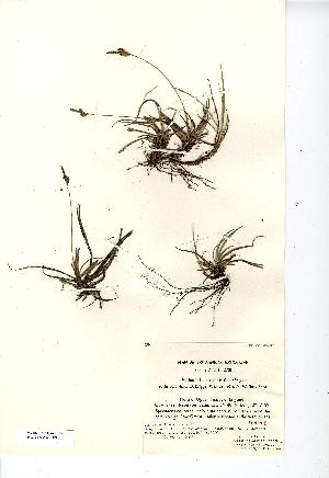  (Carex ericetorum - NMW7909)  @11 [ ] CreativeCommons - Attribution (2012) National Museum Wales National Museum Wales