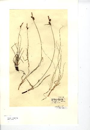  (Carex filiformis - NMW7912)  @11 [ ] CreativeCommons - Attribution (2012) National Museum Wales National Museum Wales