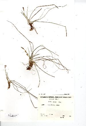  (Carex humilis - NMW7918)  @11 [ ] CreativeCommons - Attribution (2012) National Museum Wales National Museum Wales