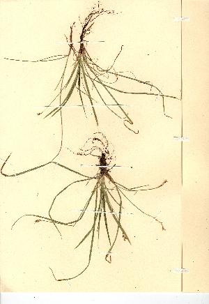  (Carex ornithopoda - NMW7935)  @11 [ ] CreativeCommons - Attribution (2012) National Museum Wales National Museum Wales