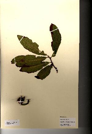  (Mespilus germanica - NMW8136)  @11 [ ] CreativeCommons - Attribution (2012) National Museum Wales National Museum Wales