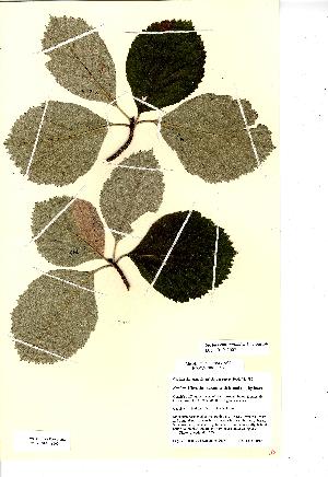  (Sorbus eminentoides - NMW8160)  @11 [ ] CreativeCommons - Attribution (2012) National Museum Wales National Museum Wales