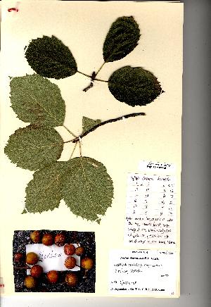  (Sorbus devoniensis - NMW8166)  @11 [ ] CreativeCommons - Attribution (2012) National Museum Wales National Museum Wales