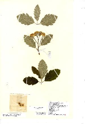  (Sorbus arranensis - NMW8177)  @11 [ ] CreativeCommons - Attribution (2012) National Museum Wales National Museum Wales