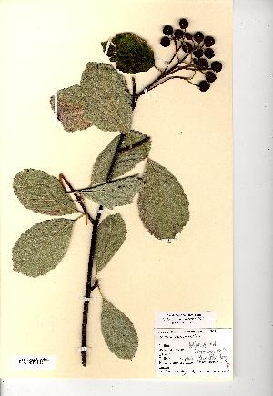  (Sorbus margaretiae - NMW8185)  @11 [ ] CreativeCommons - Attribution (2012) National Museum Wales National Museum Wales