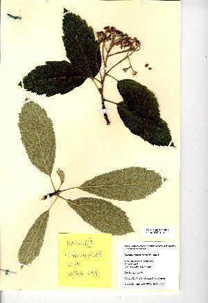  (Sorbus subcuneata - NMW8191)  @11 [ ] CreativeCommons - Attribution (2012) National Museum Wales National Museum Wales