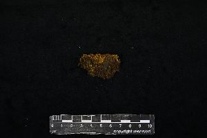  ( - REU029423)  @11 [ ] CC-BY-NC-SA (2024) Unspecified PVBMT Research Unit, University of Reunion, CIRAD